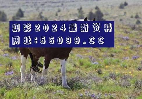 澳门一句真言正版数码挂牌,设计策略快速解答_VR型43.237