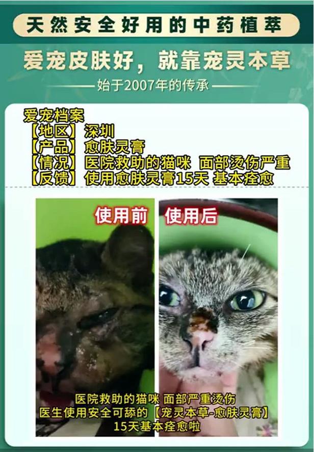 猫掉进火锅烫伤9人